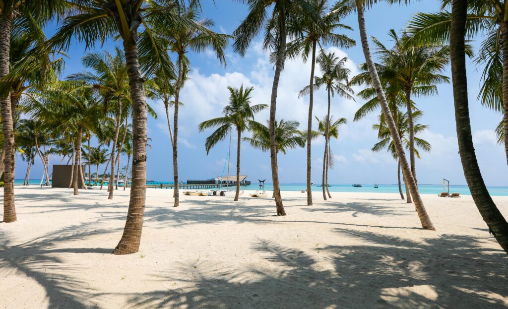 Idyllic tropical beach scene with palm trees and clear blue waters in the Maldives.