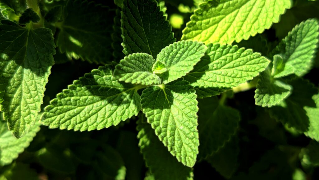 Close-up of vibrant green mint leaves basking in warm sunlight outdoors.